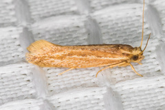 Ypsolopha sp-sw