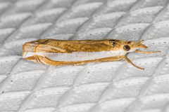 Crambus sperryellus