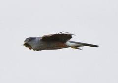 Accipiter gundlachi