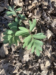 Hydrophyllum capitatum