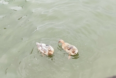 Anas platyrhynchos domesticus