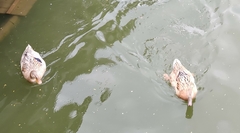 Anas platyrhynchos domesticus