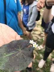 Nymphoides lungtanensis