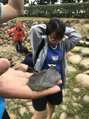 Nymphoides lungtanensis