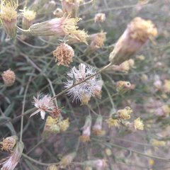 Brickellia eupatorioides