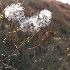 Brickellia eupatorioides