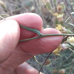 Brickellia eupatorioides