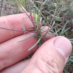 Brickellia eupatorioides