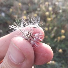 Brickellia eupatorioides