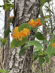 Lonicera flava