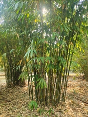 Bambusa textilis