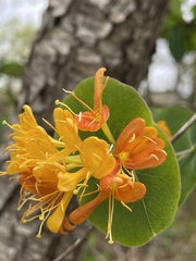 Lonicera flava