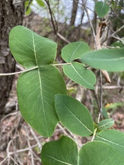 Lonicera flava