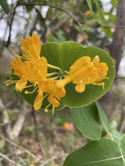 Lonicera flava