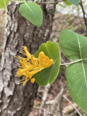 Lonicera flava