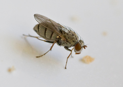 Notiphila impunctata