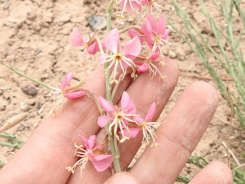 Image of Oenothera arida by (c) Sam Kieschnick, some rights reserved (CC BY)