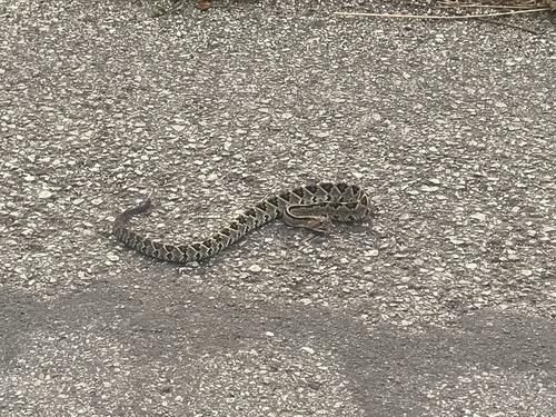 Photo of a Tehuantepec Isthmus Neotropical rattlesnake (Crotalus ehecatl)