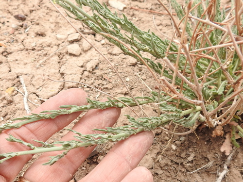 Image of Oenothera arida by (c) Sam Kieschnick, some rights reserved (CC BY)