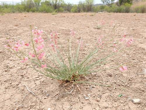 Image of Oenothera arida by (c) Sam Kieschnick, some rights reserved (CC BY)
