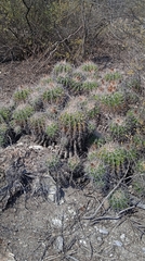 Ferocactus flavovirens