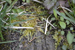 Rhynchostegium serrulatum