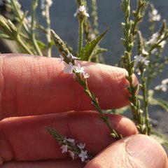 Verbena carolina