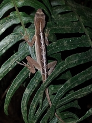 Anolis granuliceps