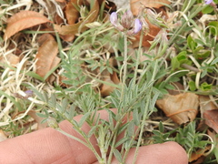 Astragalus nuttallianus austrinus