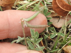 Astragalus nuttallianus austrinus