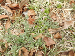 Astragalus nuttallianus austrinus