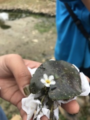 Nymphoides lungtanensis