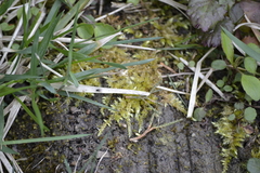 Rhynchostegium serrulatum