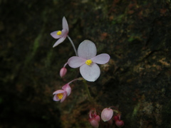 Begonia crenata