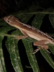 Anolis granuliceps