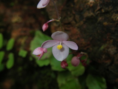 Begonia crenata