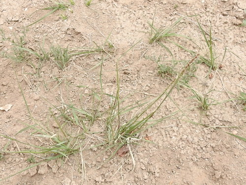 Image of Pappophorum bicolor by (c) Sam Kieschnick, some rights reserved (CC BY)