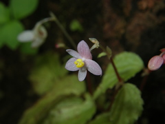 Begonia crenata