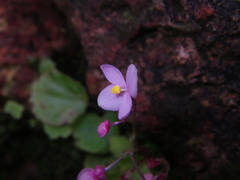 Begonia crenata