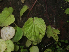 Begonia crenata
