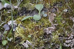 Rhynchostegium serrulatum