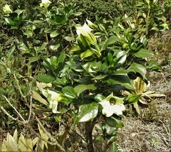 Symbolanthus pterocalyx