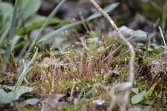 Rhynchostegium serrulatum