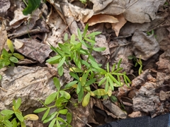 Floerkea proserpinacoides