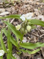 Tradescantia ernestiana