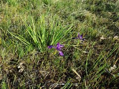 Iris tenax tenax