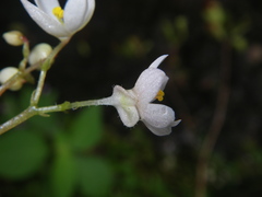 Begonia crenata