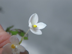 Begonia crenata