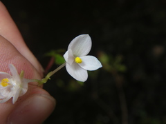 Begonia crenata