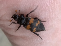 Nicrophorus investigator